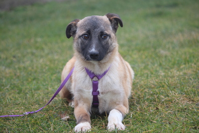 Adnina, Mischling Welpen - Hündin