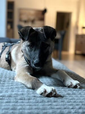 Adnina, Mischling Welpen - Hündin