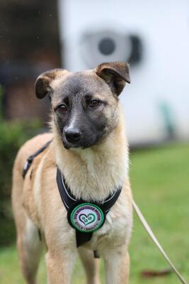 Adnina, Mischling Welpen - Hündin