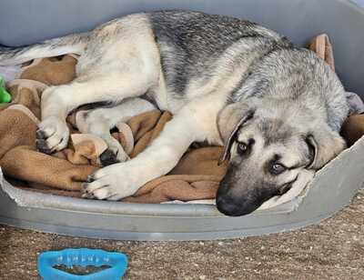 Adonis, Malinoi und Owtscharka Welpen - Rüde