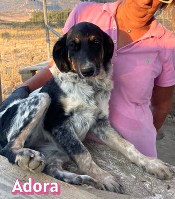 Adora, Mischling - Hündin