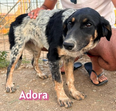 Adora, Mischling - Hündin