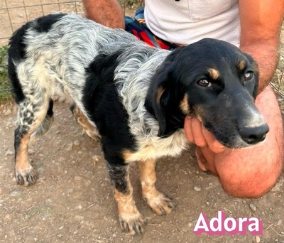 Adora, Mischling - Hündin