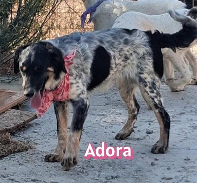 Adora, Mischling - Hündin