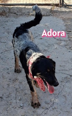 Adora, Mischling - Hündin