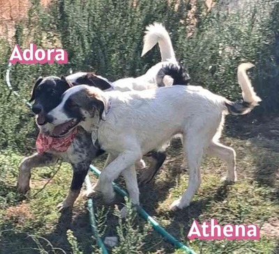 Adora, Mischling - Hündin