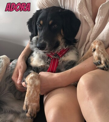 Adora, Mischling - Hündin