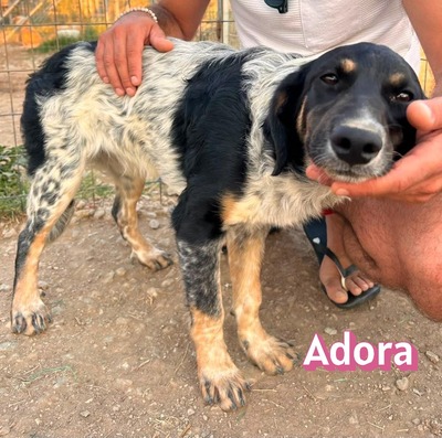 Adora, Mischling - Hündin