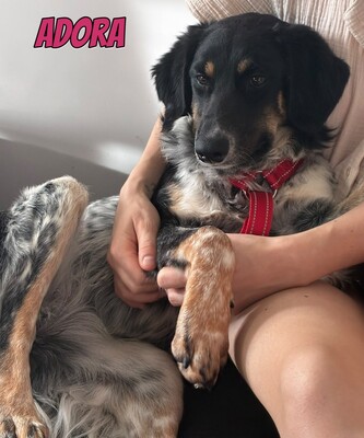 Adora, Mischling - Hündin