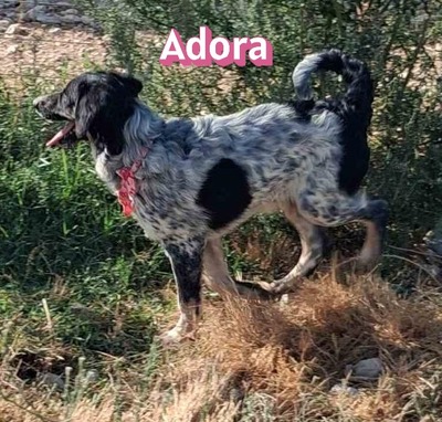 Adora, Mischling - Hündin