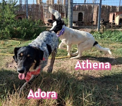 Adora, Mischling - Hündin