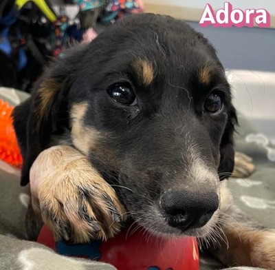 Adora, Mischling Welpen - Hündin