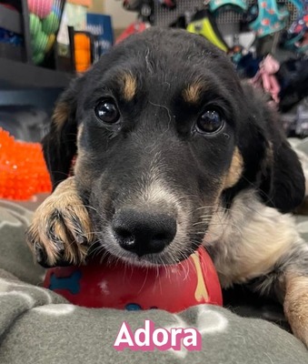 Adora, Mischling Welpen - Hündin