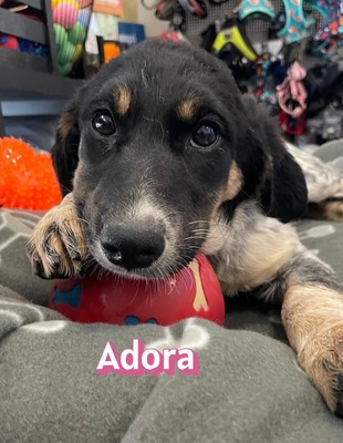 Adora, Mischling Welpen - Hündin