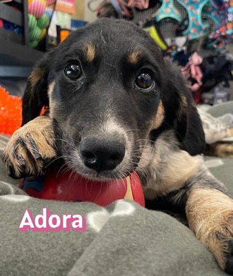 Adora, Mischling Welpen - Hündin
