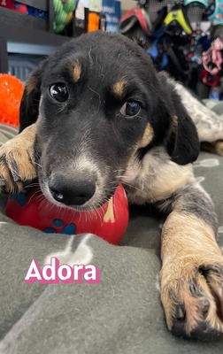 Adora, Mischling Welpen - Hündin