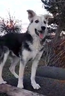 Aemond, Mischling Welpen - Rüde