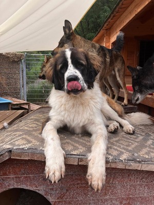 Aemond, Moskauer Wachhund - Rüde