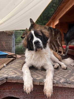 Aemond, Moskauer Wachhund - Rüde