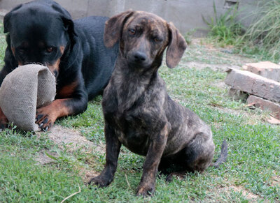 Afonya - Verspieltes Hundemädchen, ca. 7 Monate/37kg/30cm, Mischling - Hündin