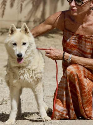 Afri - NOTFALL -, Husky - Mix - Hündin