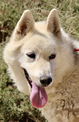Afri - NOTFALL -, Husky - Mix - Hündin