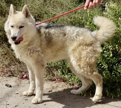 Afri - NOTFALL -, Husky - Mix - Hündin