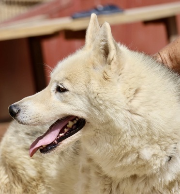 Afri - NOTFALL -, Husky - Mix - Hündin