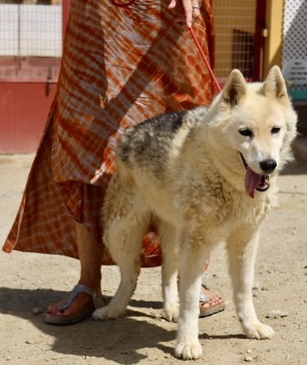 Afri - NOTFALL -, Husky - Mix - Hündin