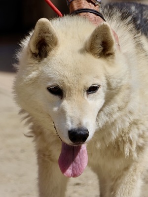 Afri - NOTFALL -, Husky - Mix - Hündin