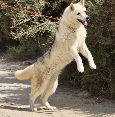 Afri - NOTFALL -, Husky - Mix - Hündin