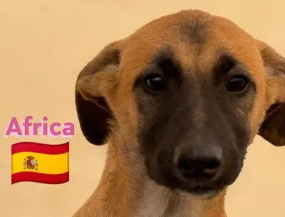 Africa, Mischling Welpen - Hündin