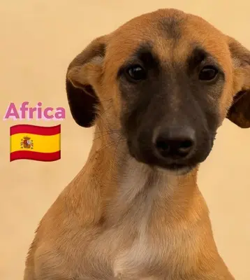Africa, Mischling Welpen - Hündin