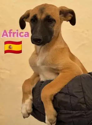 Africa, Mischling Welpen - Hündin