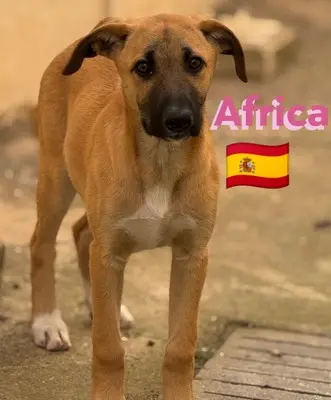 Africa, Mischling Welpen - Hündin