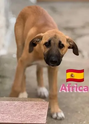 Africa, Mischling Welpen - Hündin