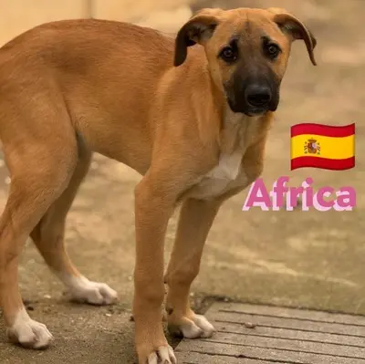 Africa, Mischling Welpen - Hündin