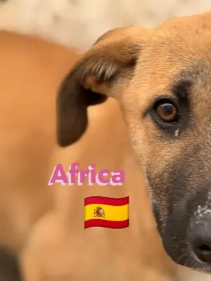 Africa, Mischling Welpen - Hündin