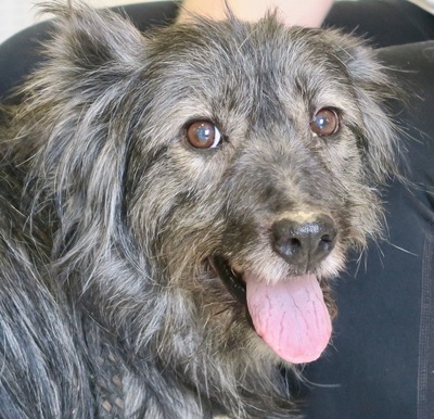 Africa, Spanischer Wasserhund Mix - Hündin