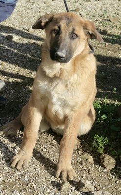 Afrodita, Mix - Hündin