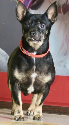 Agallas, Chihuahua - Mix - Rüde