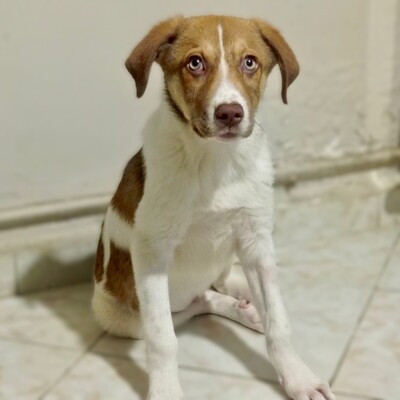 Agapi - möchte,+ muss einfach nur dauerhaft ankommen 💕/ Vorgemerkt, Mischling Welpen - Hündin