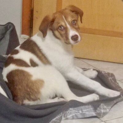 Agapi - möchte und muss einfach nur dauerhaft ankommen 💕, Mischling Welpen - Hündin