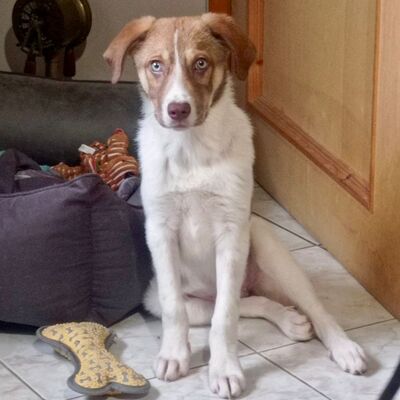 Agapi - möchte und muss einfach nur dauerhaft ankommen 💕, Mischling Welpen - Hündin