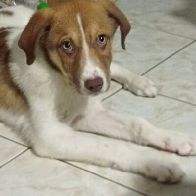 Agapi - möchte und muss einfach nur dauerhaft ankommen 💕, Mischling Welpen - Hündin