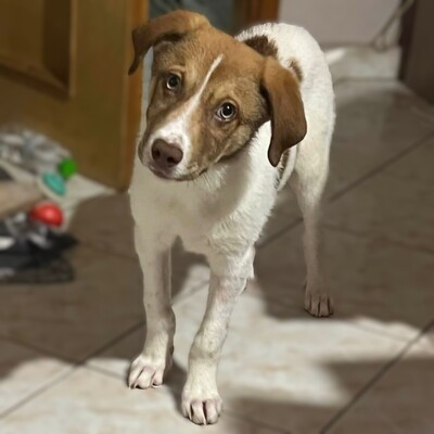 Agapi - möchte und muss einfach nur dauerhaft ankommen 💕, Mischling Welpen - Hündin