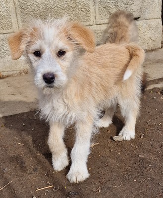 Agathe, Mix Welpen - Hündin