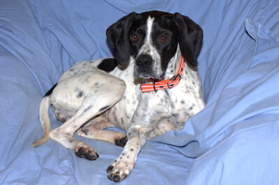 Aghati, Pointer - Hündin