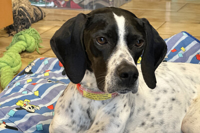 Aghati, Pointer - Hündin