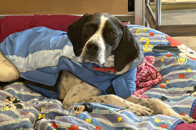 Aghati, Pointer - Hündin